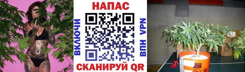 Бошки марихуана план Заозёрный